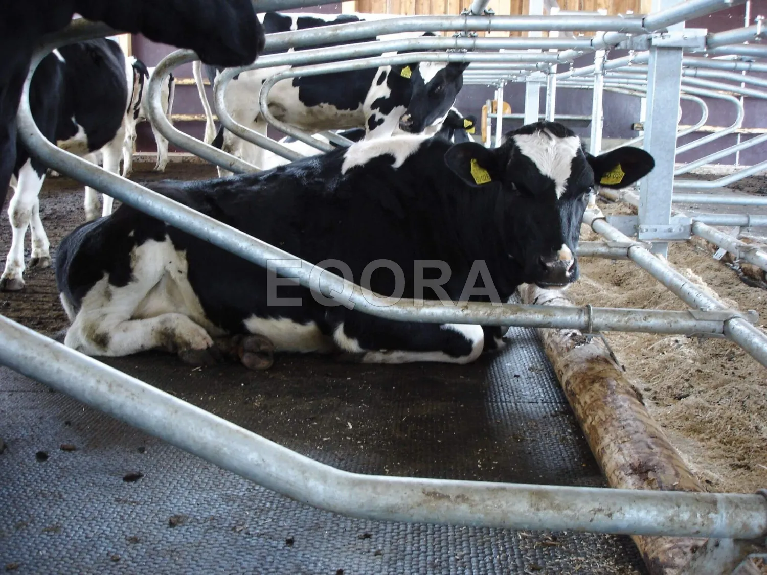 Резиновые маты из крошки для коров и КРС в Югорске